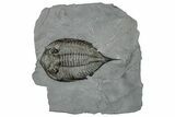 Dalmanites Trilobite Fossil - New York #295587-1